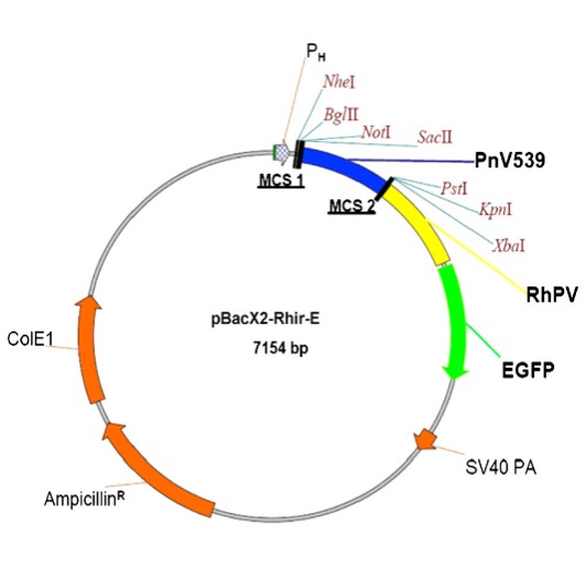 Baculovirus transfer vector pBacX2-Rhir-E map