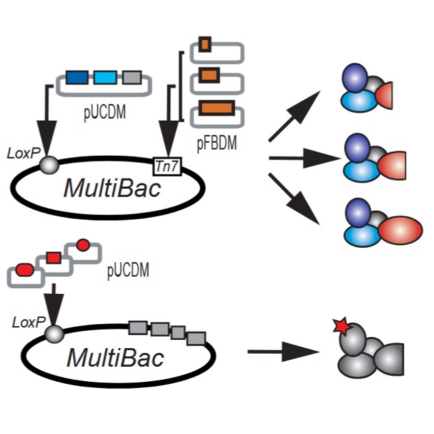 MultiBac system for combinatorial protein production