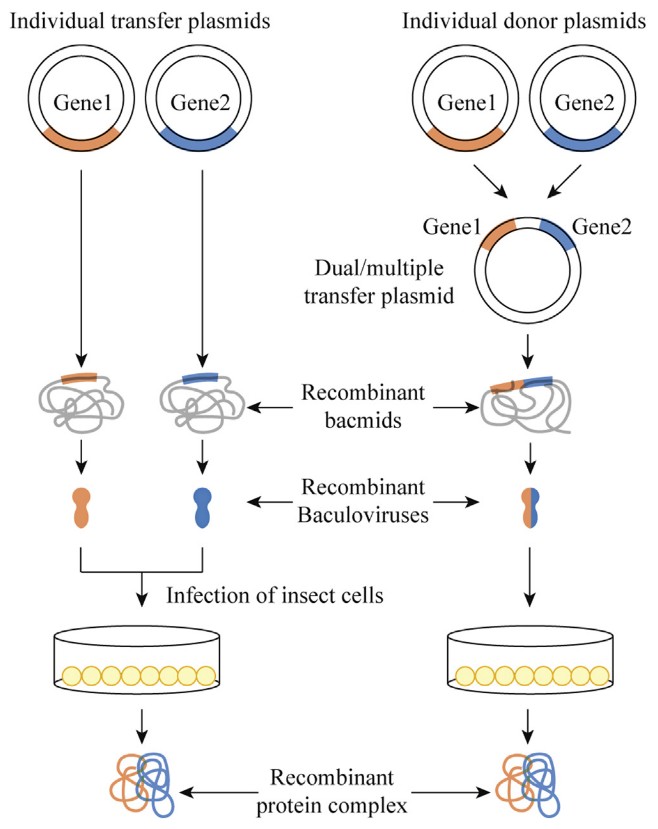Viral tools for protein expression and purification