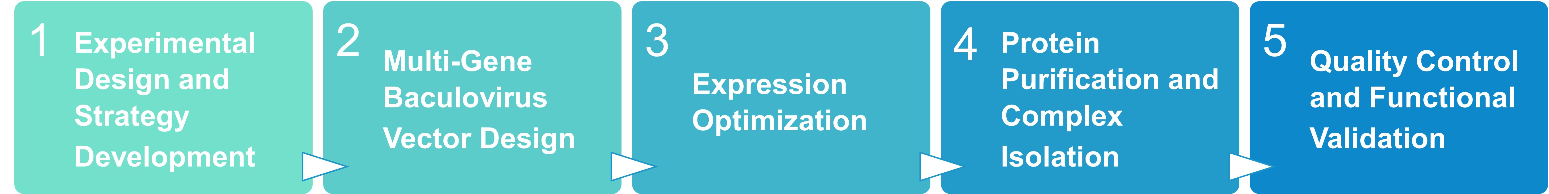 Workflow for protein co-expression in insect cells