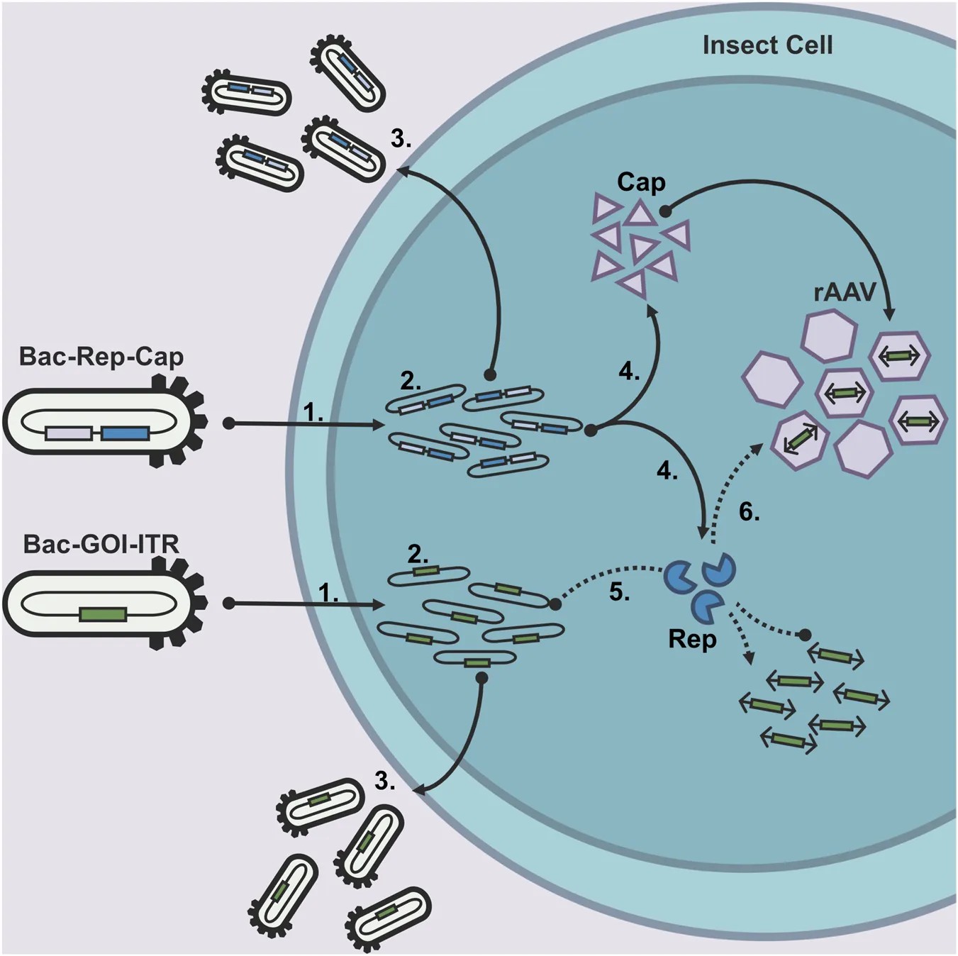 Effects of multiplicity of infection and baculovirus co-infection ratio on recombinant AAV production in insect cells