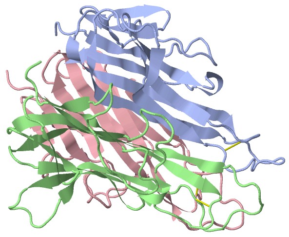 Structure of tumor necrosis factor alpha (TNF-α) trimer