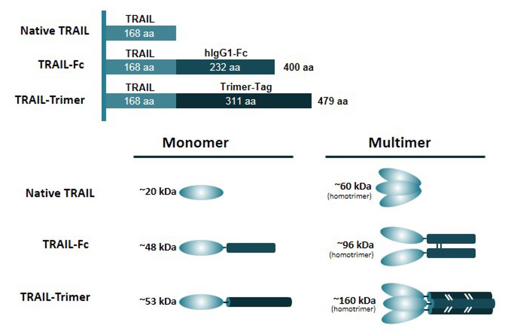 Improved pharmacokinetics of TRAIL via trimer-tag enhances antitumor activity in vivo