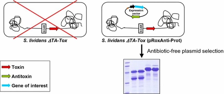 Antibiotic marker-free platform for heterologous protein production in Streptomyces