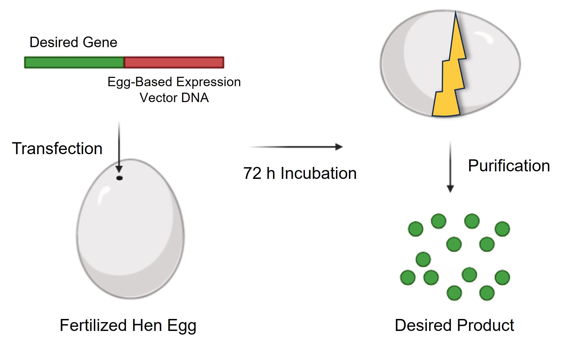Workflow for egg-based expression
