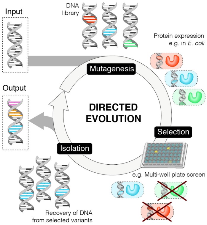Different protein engineering approaches