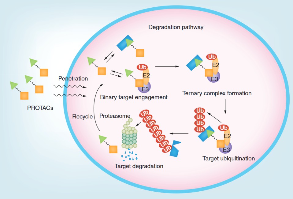 Protein mutagenesis and structural optimization services at Profacgen
