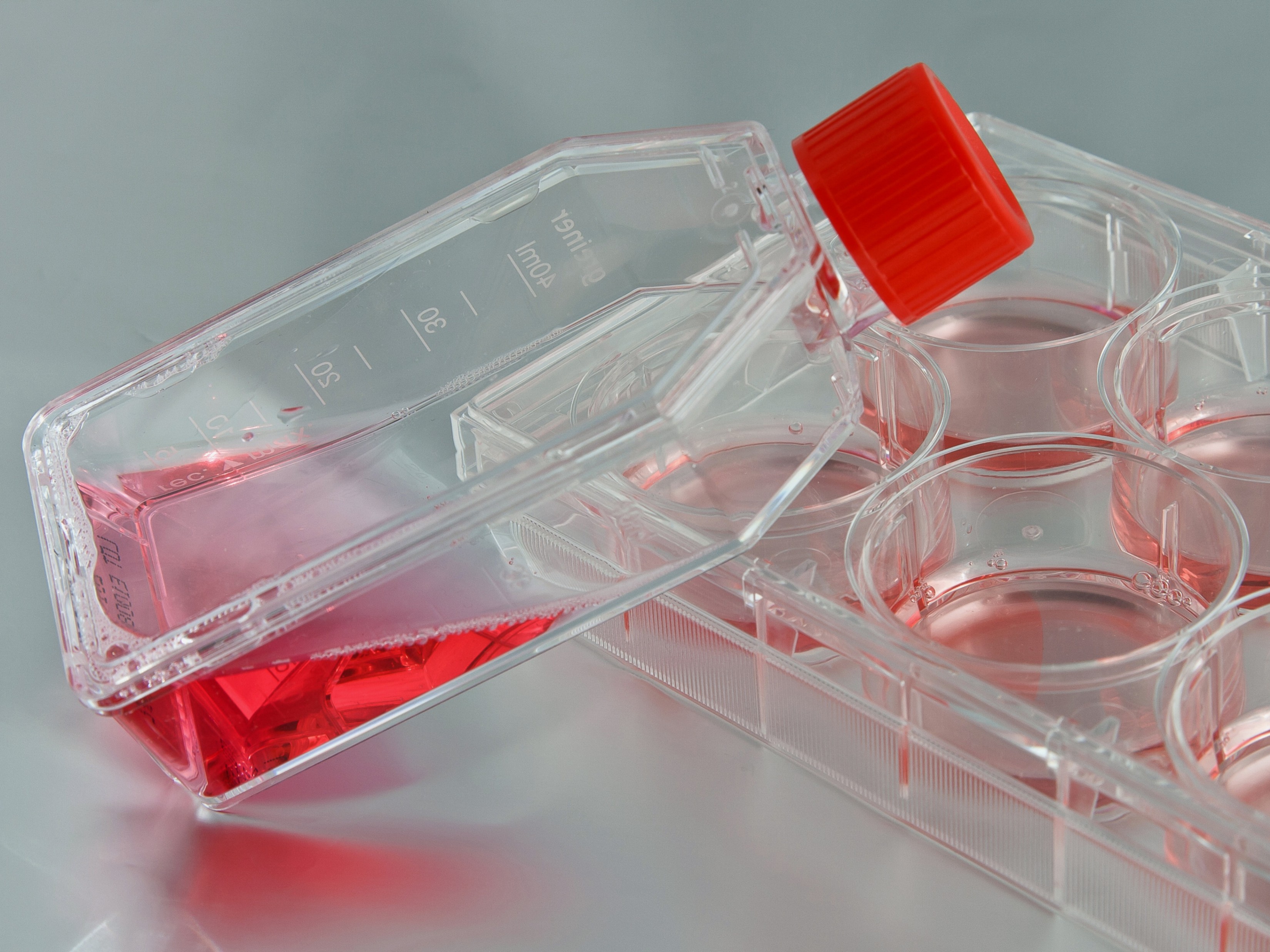 Cell line development services