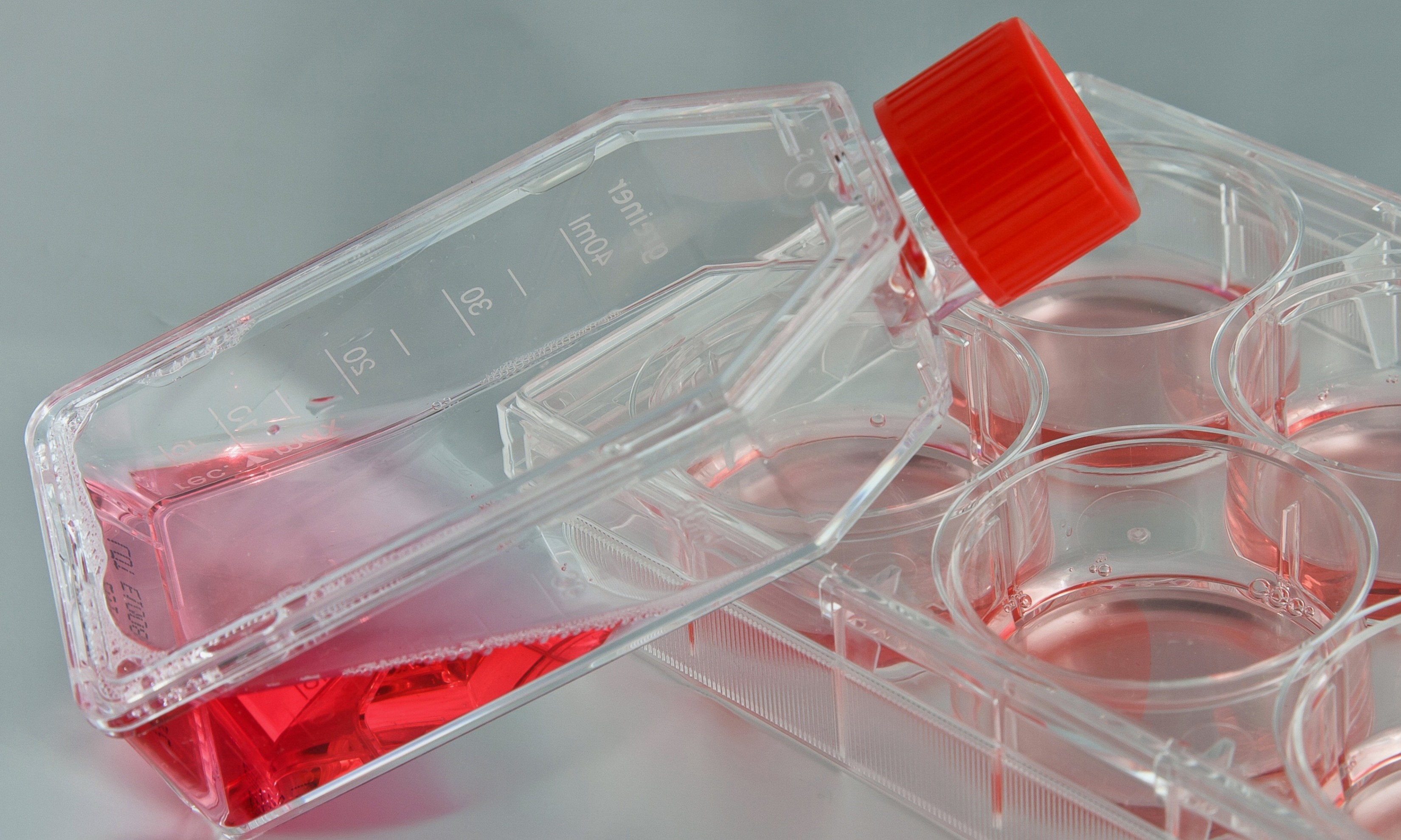 Cell line development services at Profacgen