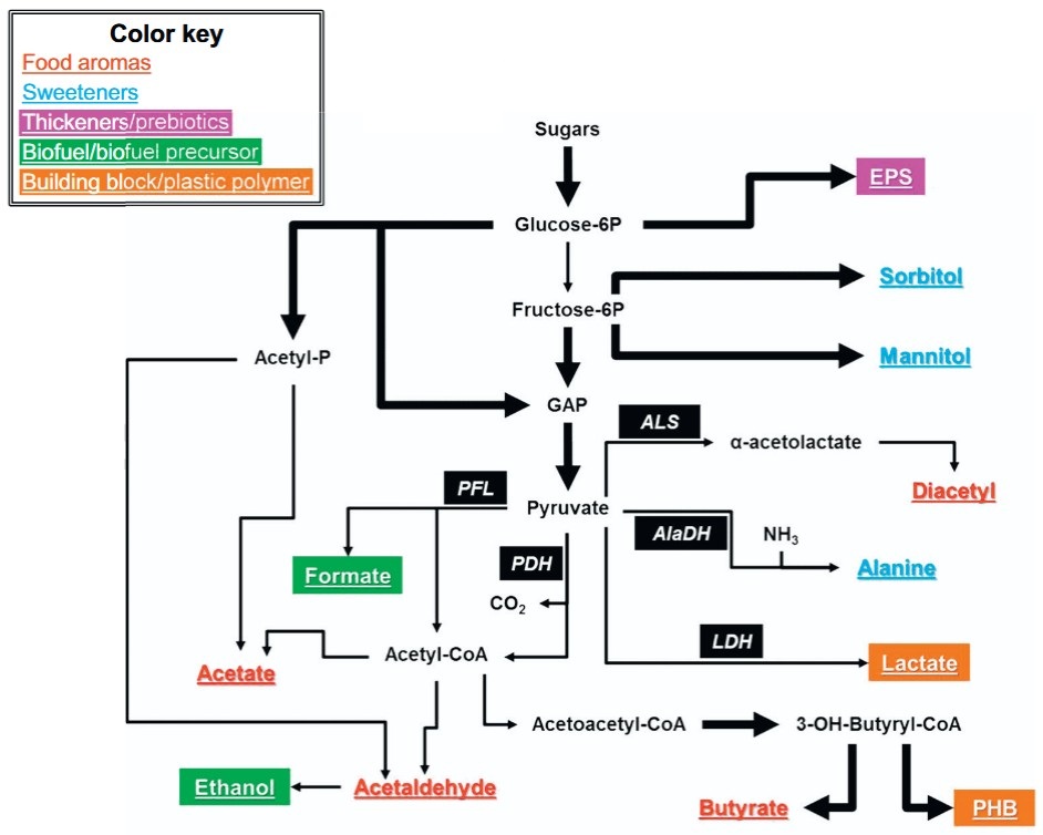 Lactic acid bacteria-based biorefineries