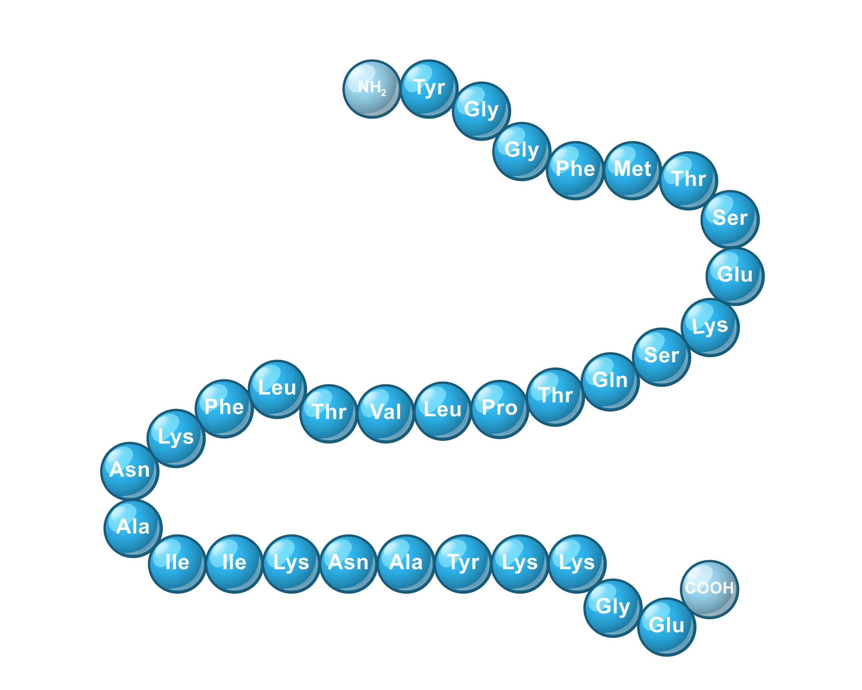 Primary structure characterization services