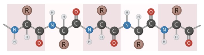 Protein primary structure