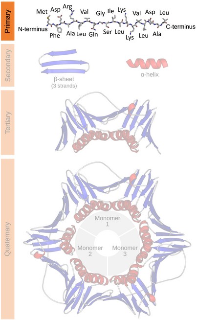 Hierarchy of protein structural characterization