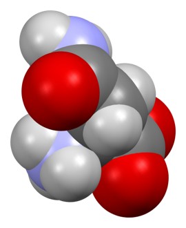 Space-filling model of the L-asparagine molecule