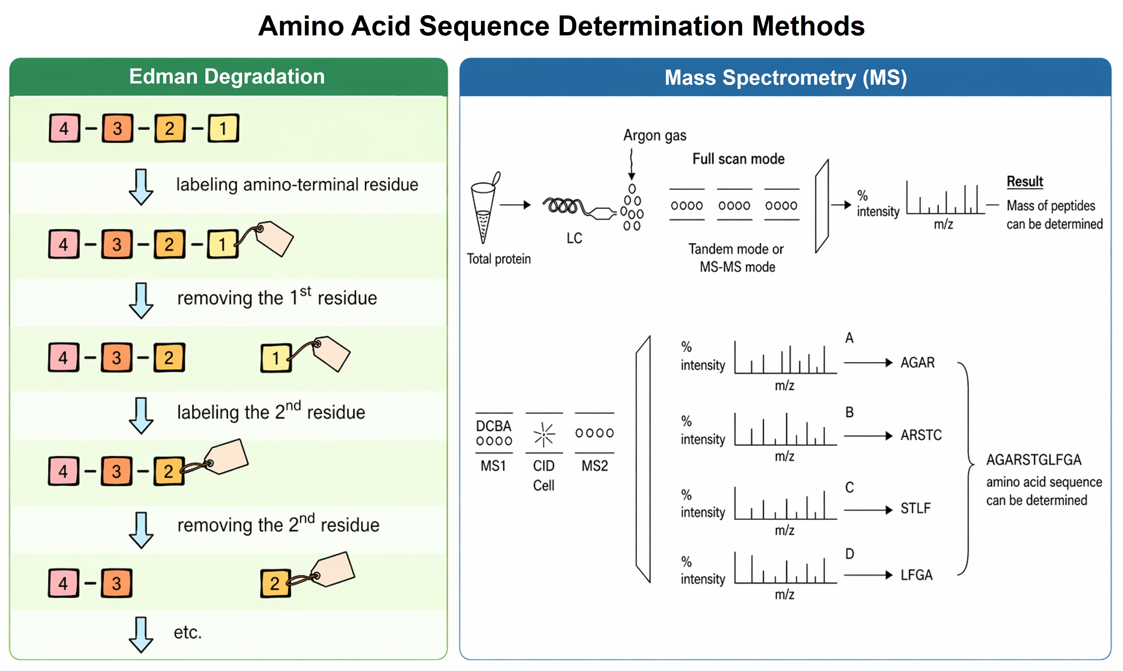 Amino acid analysis and sequence verification