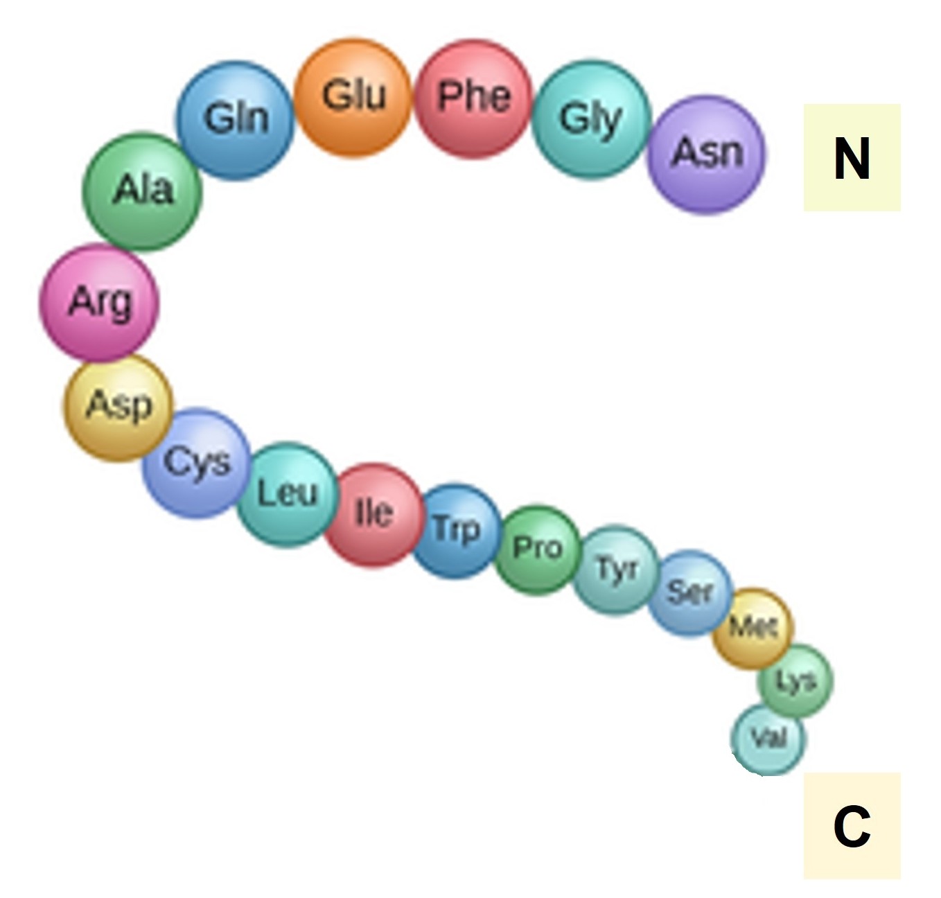 Protein N- and C-terminus