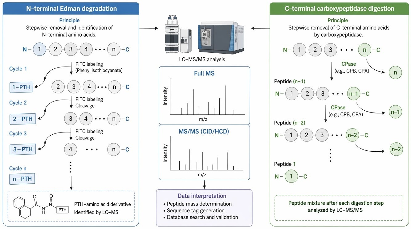 N-terminal and C-terminal protein sequencing