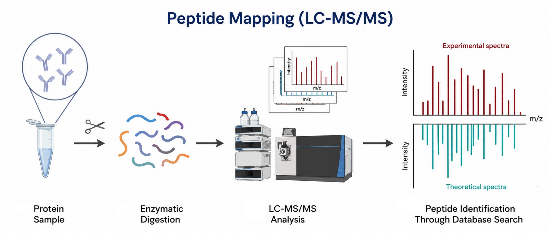 Peptide mapping LC-MS/MS workflow for protein characterization