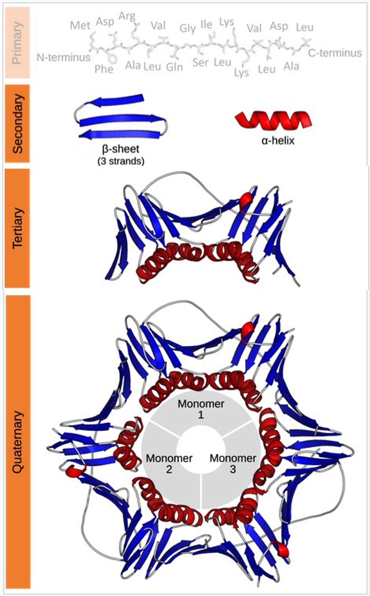 Hierarchy of protein structural organization from primary to quaternary structure