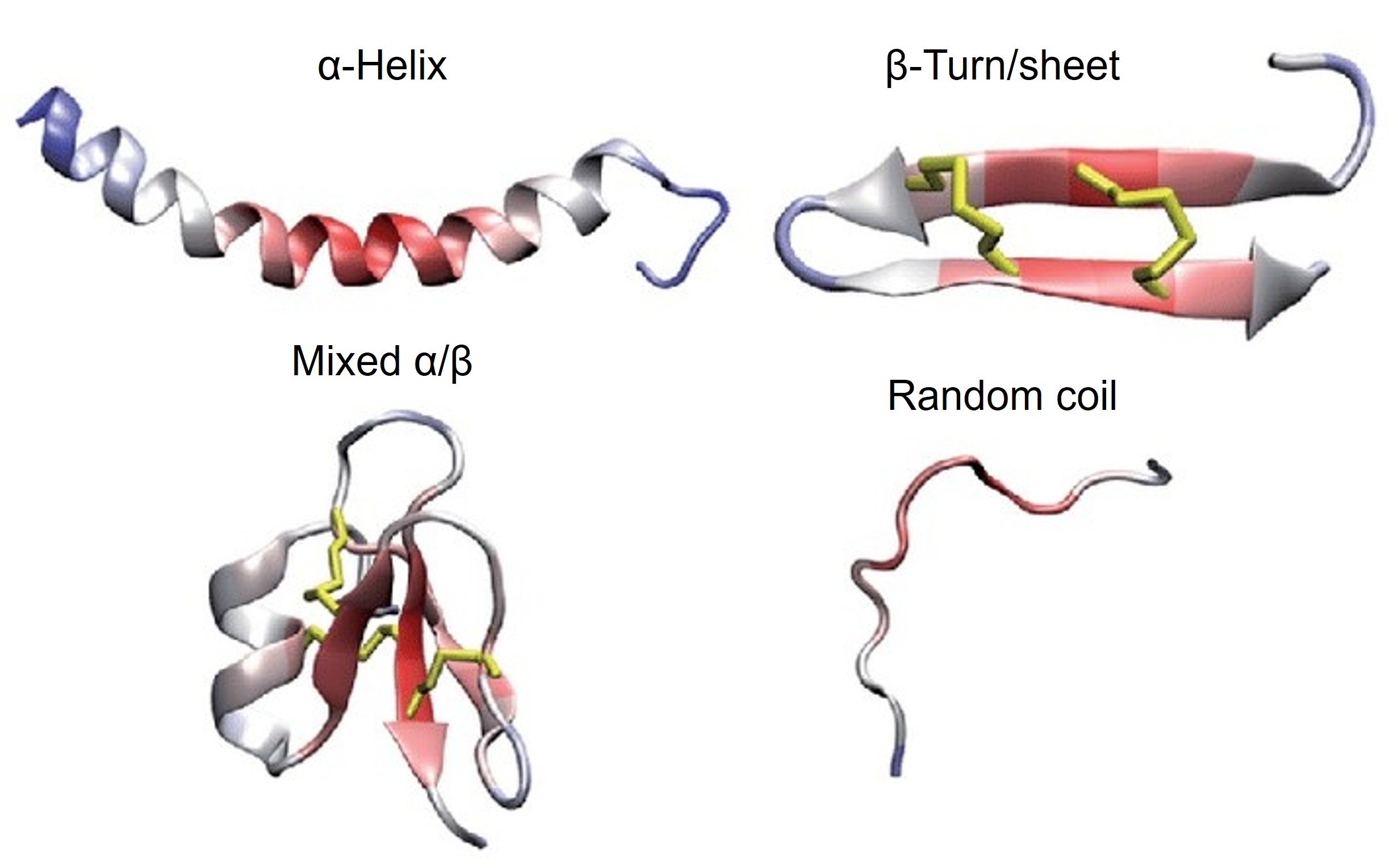  Protein secondary structure elements including alpha-helix and beta-sheet