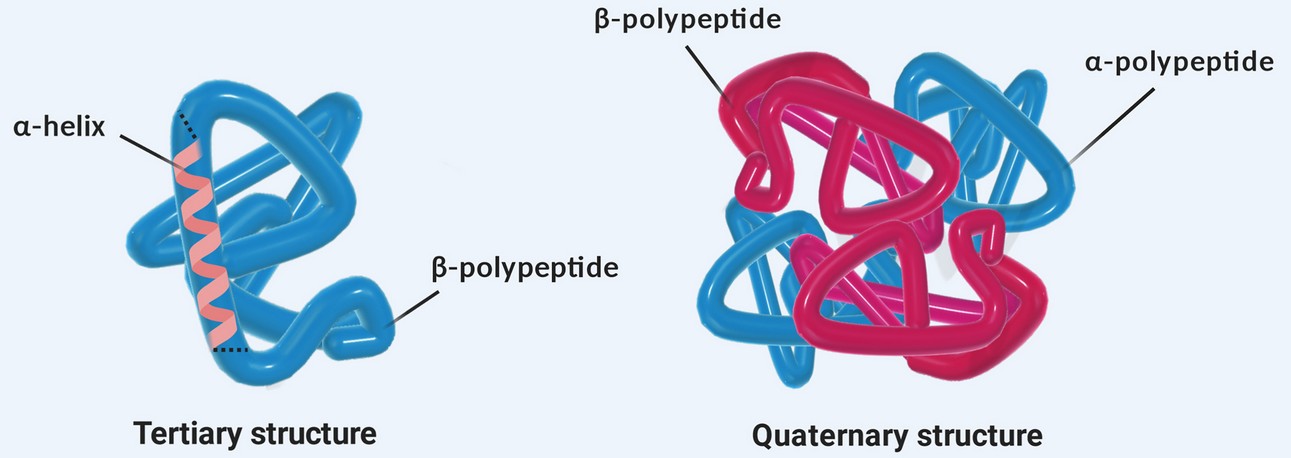 Protein tertiary and quaternary structure
