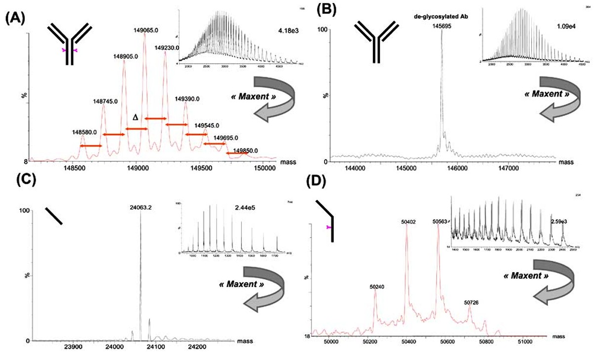 Intact mass and subunit analysis of monoclonal antibodies by LC-MS