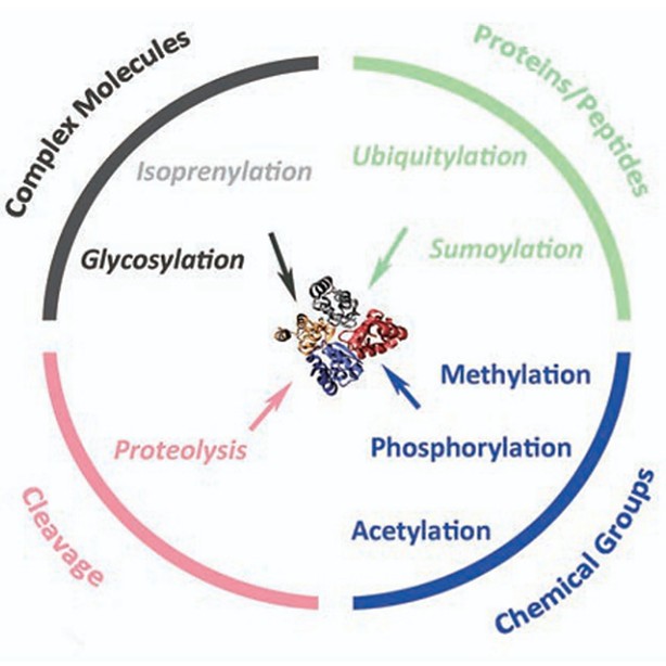 Protein post-translational modifications and regulation of pluripotency in human stem cells (Wang et al., 2014)