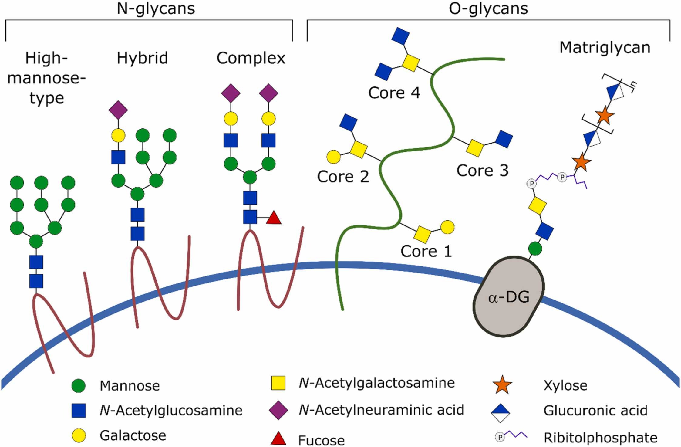 Glycosylation profiling of mammalian proteins