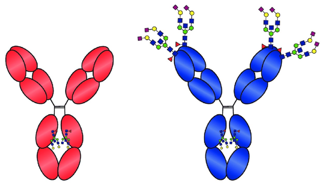 Autoantibodies in rheumatoid arthritis - rheumatoid factor, anticitrullinated protein antibodies and beyond