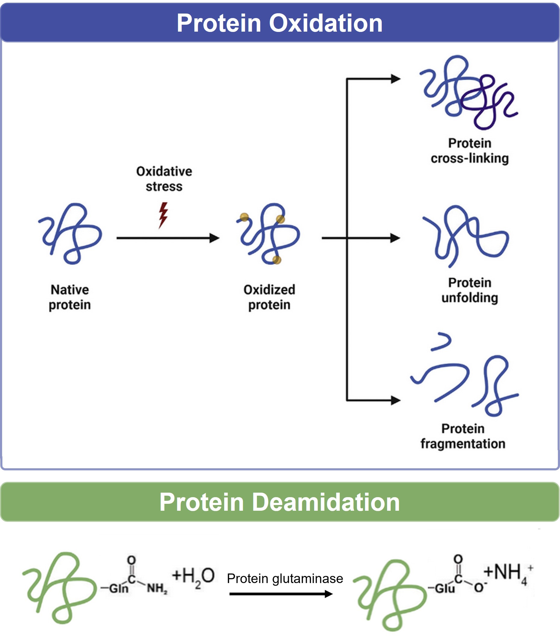 Protein oxidation and deamidation