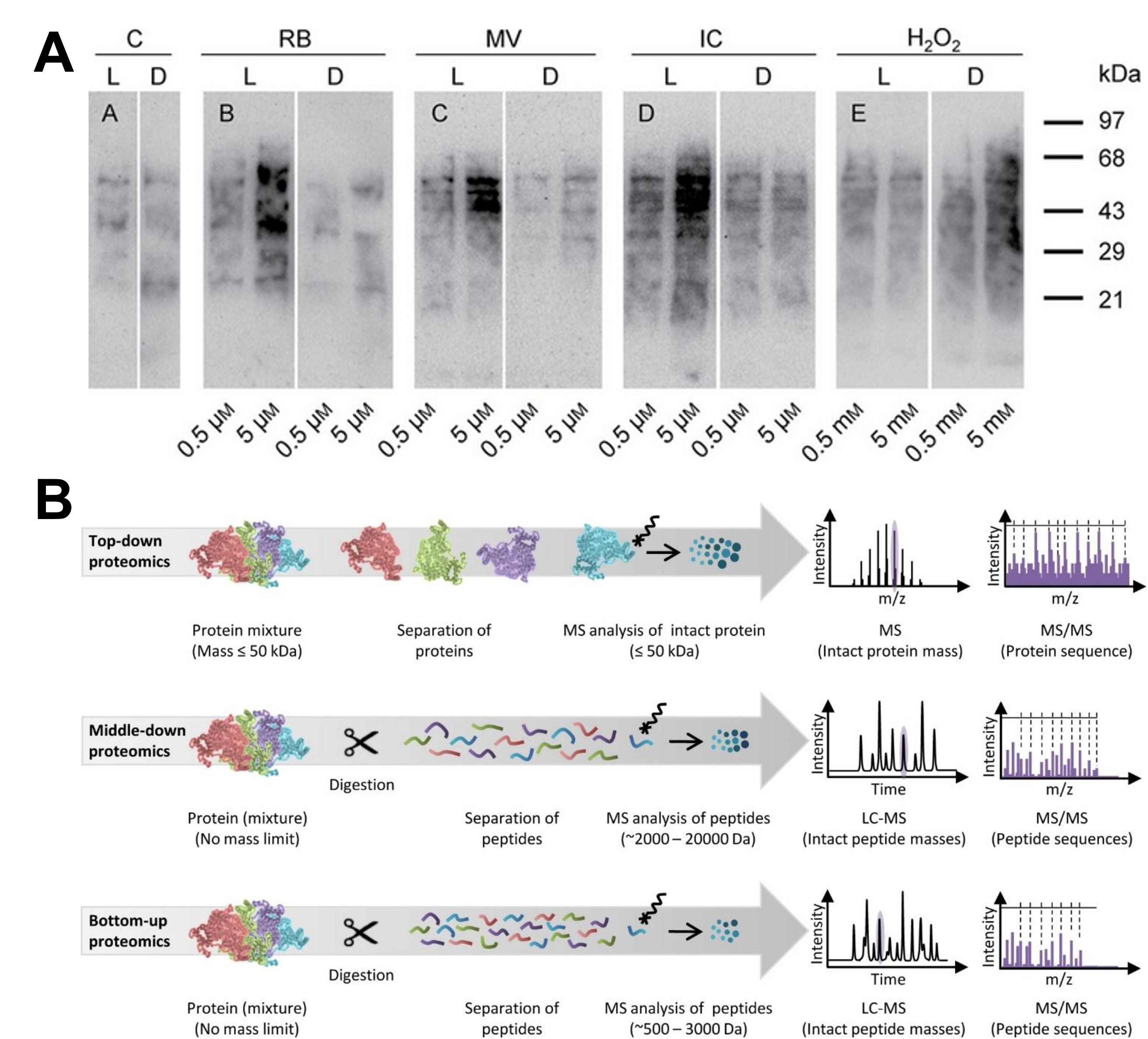 Protein oxidation and deamidation analysis