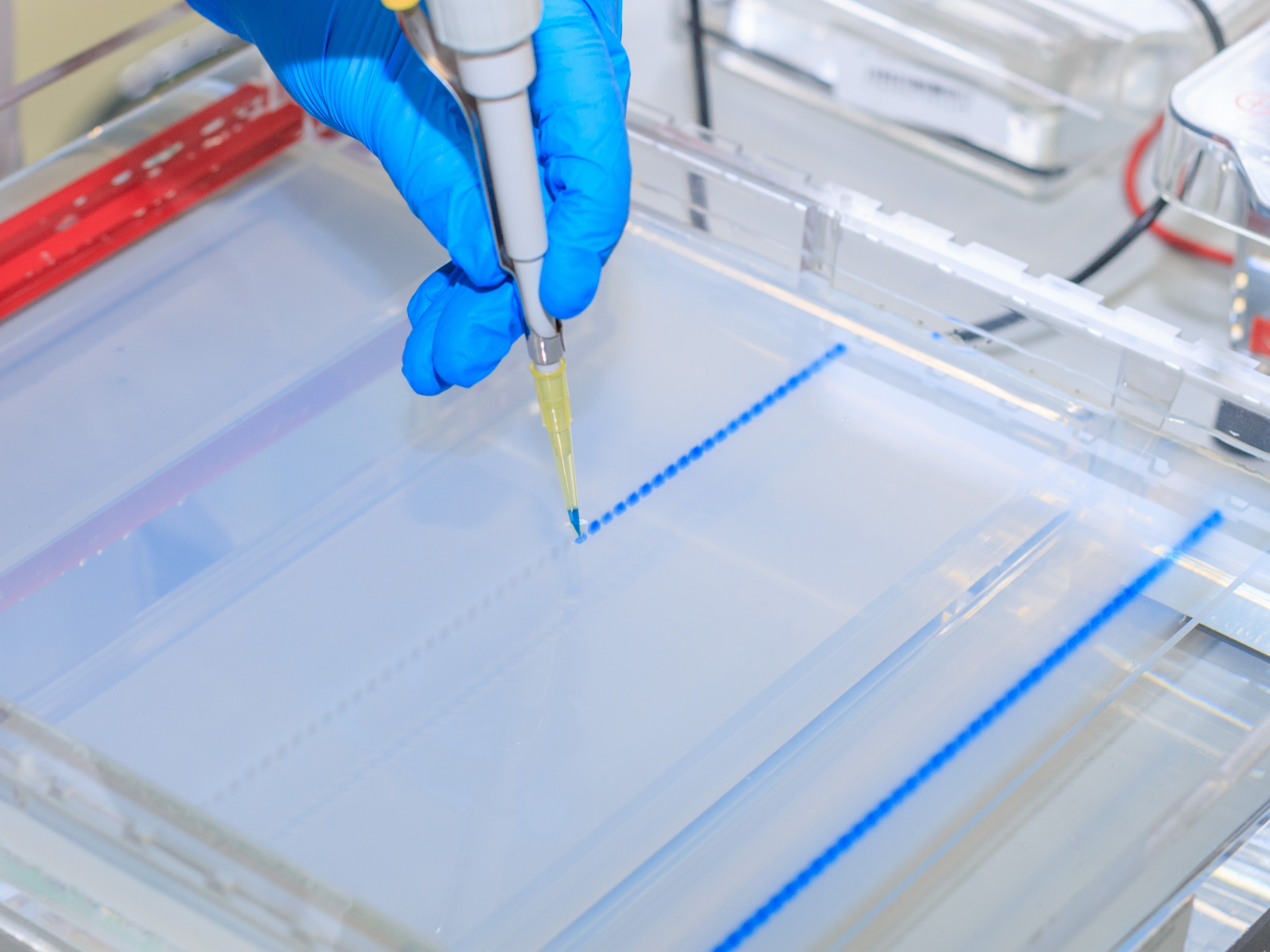 Electrophoretic Purity & Variant Assessment