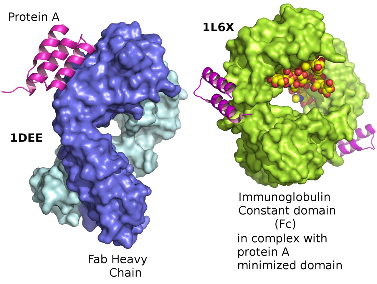 Residual Protein A analysis and leached ligand detection