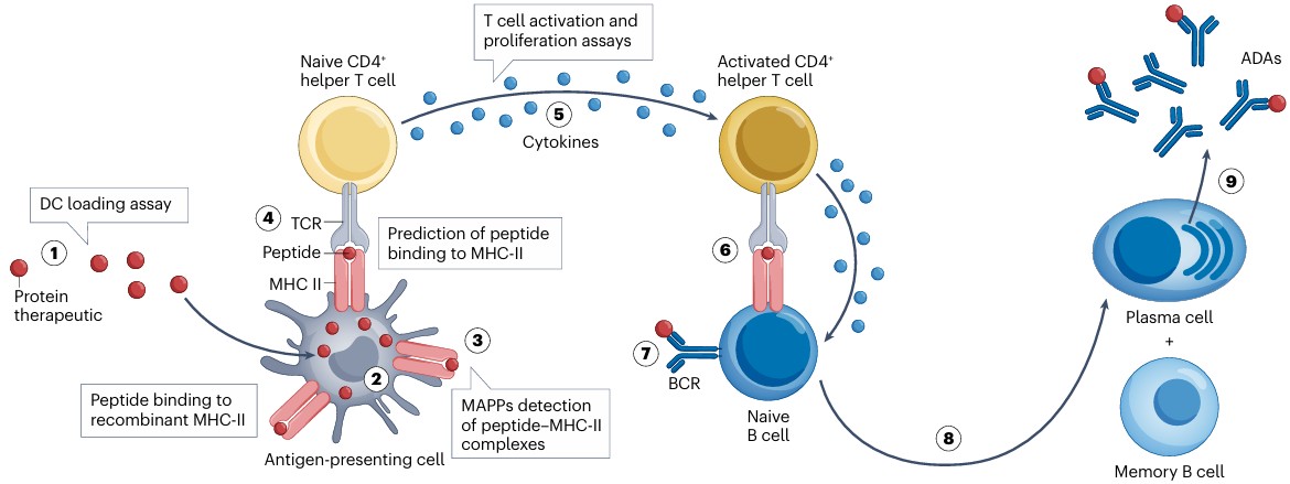 Immune system interactions involved in ADA generation