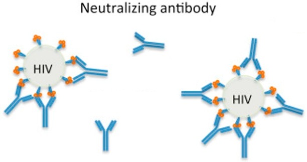 Neutralizing antibodies (Adapted from Baum et al., 2016)