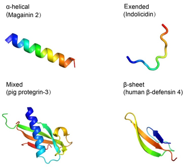 Structures of antimicrobial peptides: α-helical (Magainin 2), extended structure (Indolicidin), mixed structure (pig protegrin-3), and β-sheet (human β-defensin 4)