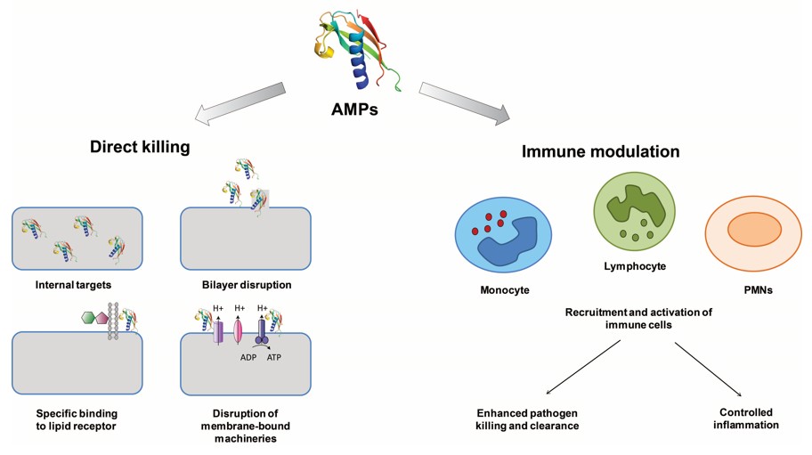 The antimicrobial mechanisms of antimicrobial peptides during direct killing and immune modulation