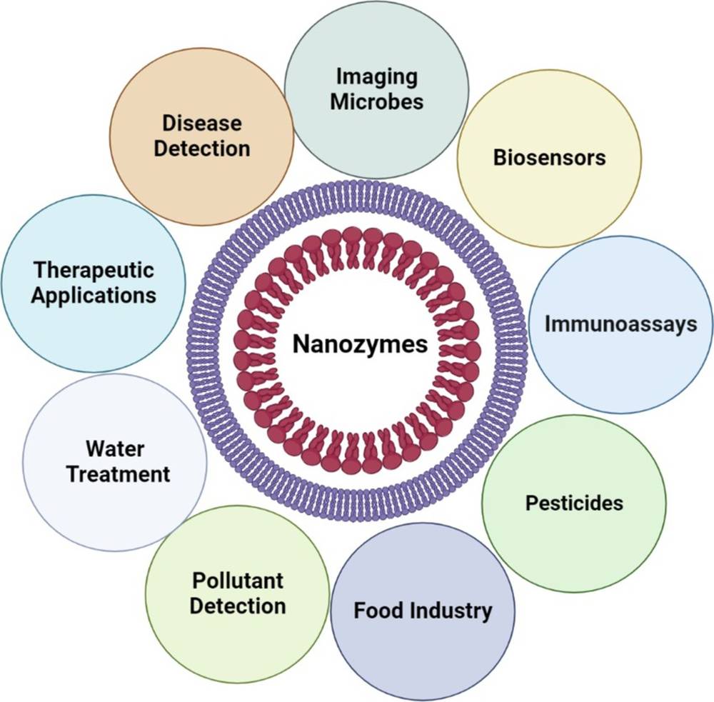 Various applications of nanozymes in different areas ranging from imaging microbes to pollutant detection