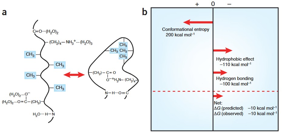 Stabilizing and destabilizing forces on the folding of a protein