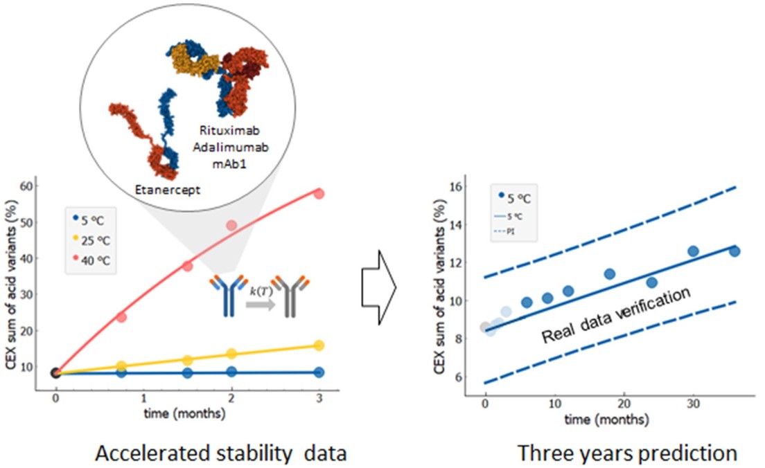 Long-term stability predictions of therapeutic monoclonal antibodies in solution using Arrhenius-based kinetics