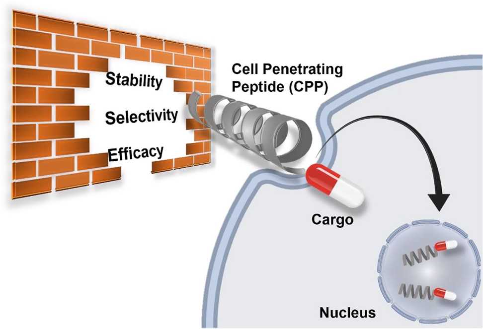 A Cell-Penetrating Polymer for Drug Delivering