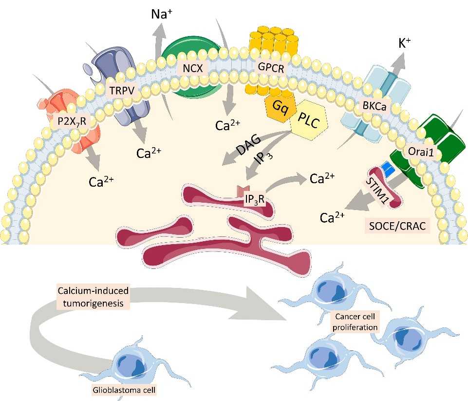 A New Biomarker for Detecting Calcium-related Activity