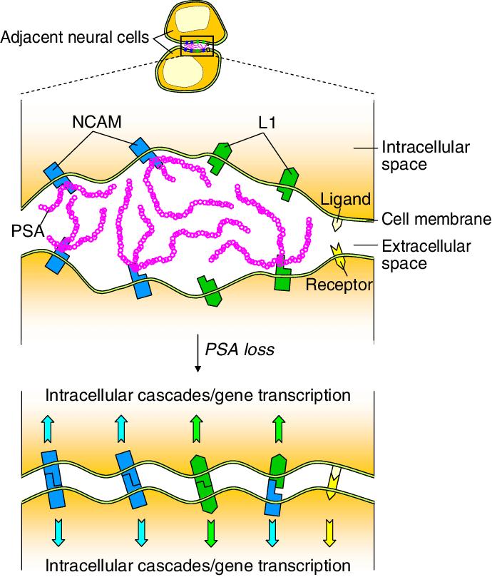 A New Biomarker for Targeting Polysialic Acid