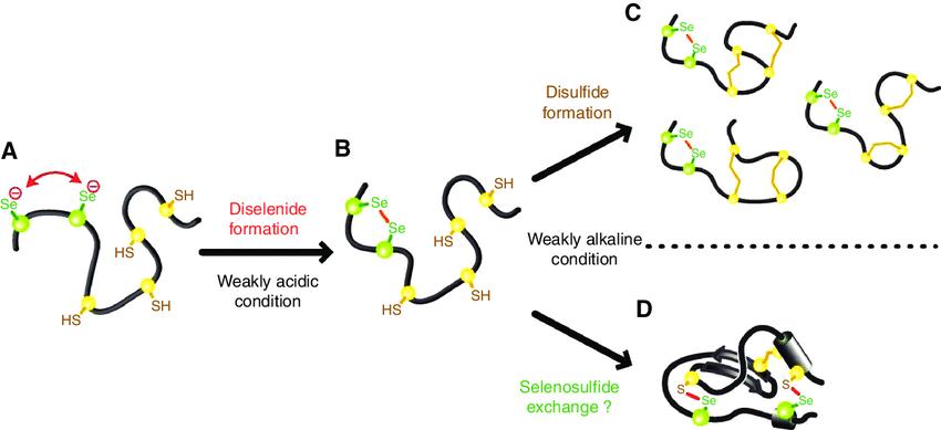 A New Engineering Strain for Disulphide Bonded Protein Expression