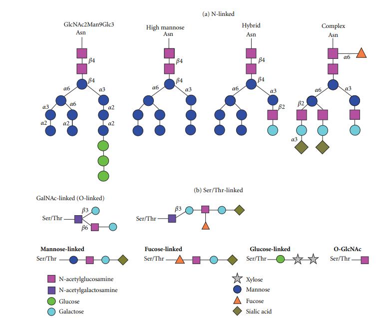 A New Enzyme for Remove Sialic Acids on Glycoproteins