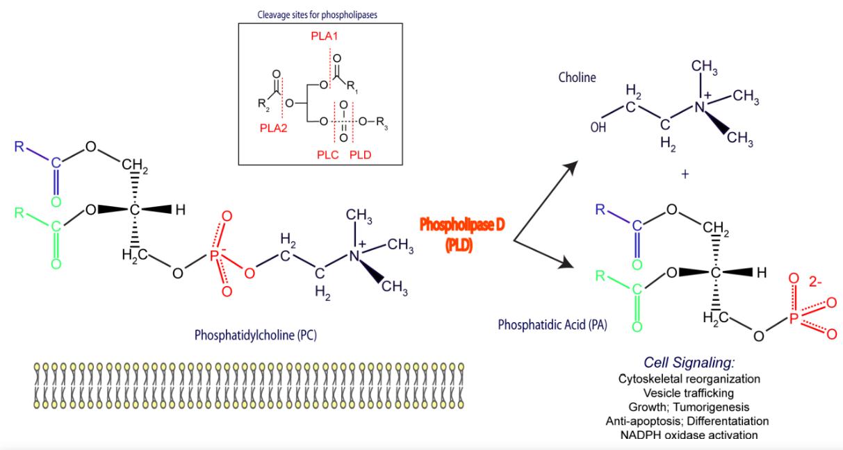 A New Method for Detecting Phospholipase D Activity