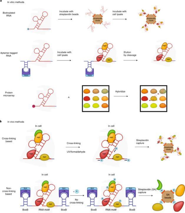 A New Method for Detecting RNA-Protein Binding