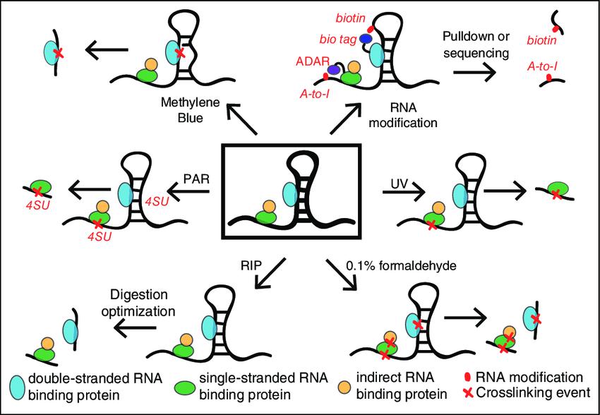 A New Method for Detecting RNA-Protein Interaction in Living Cells