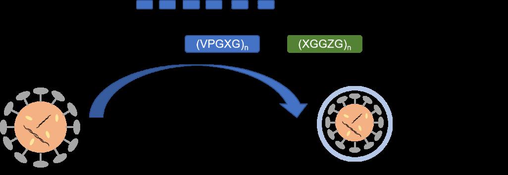 A New Method for optimization of Virus-Like-Particles (VLP)