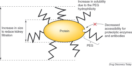 A New Method for Optimized Polyethylene Glycol (PEG)